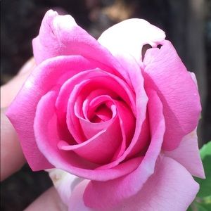 Meet your Posher, Shelia